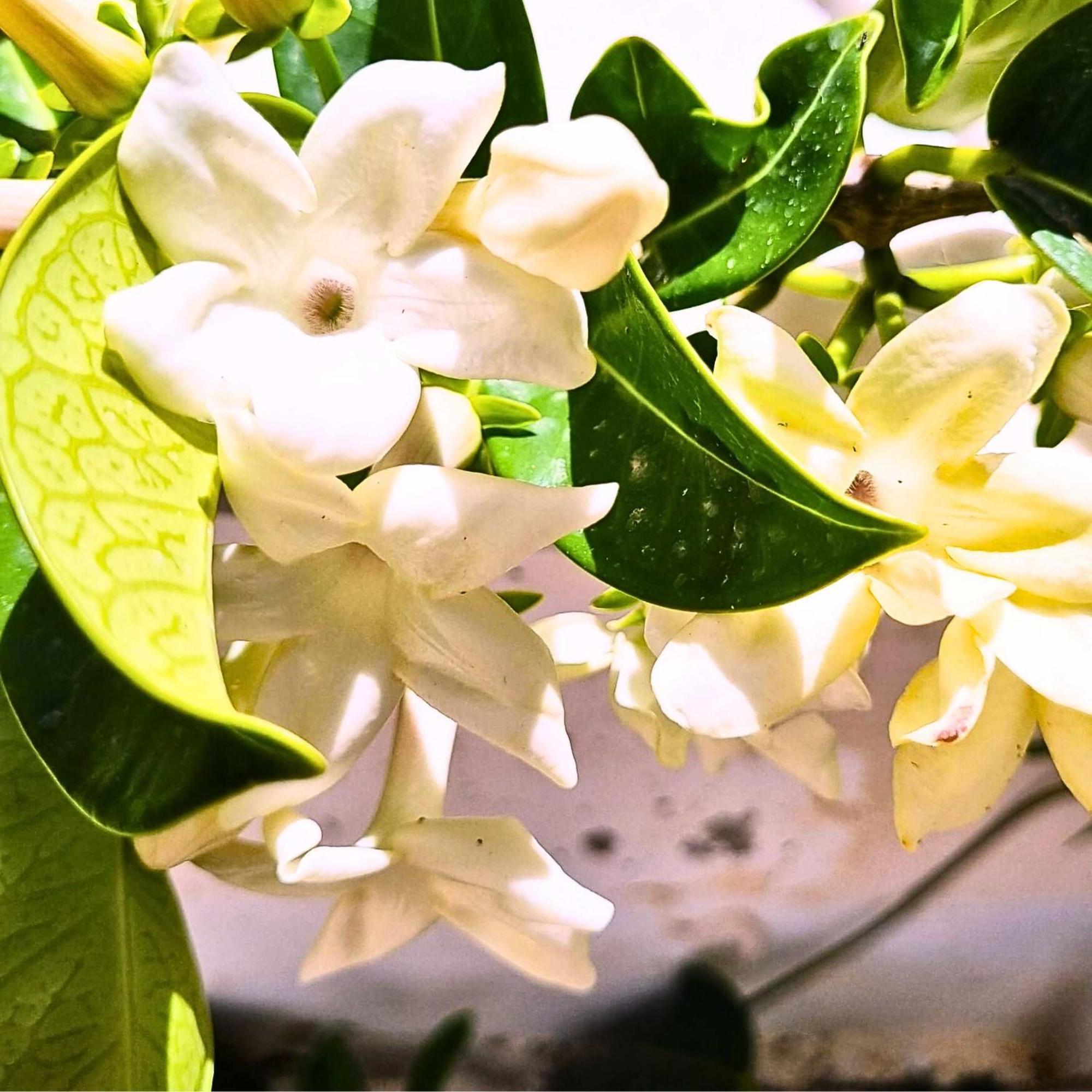 Afráta Infinity Wellness Boutique Hotel מראה חיצוני תמונה