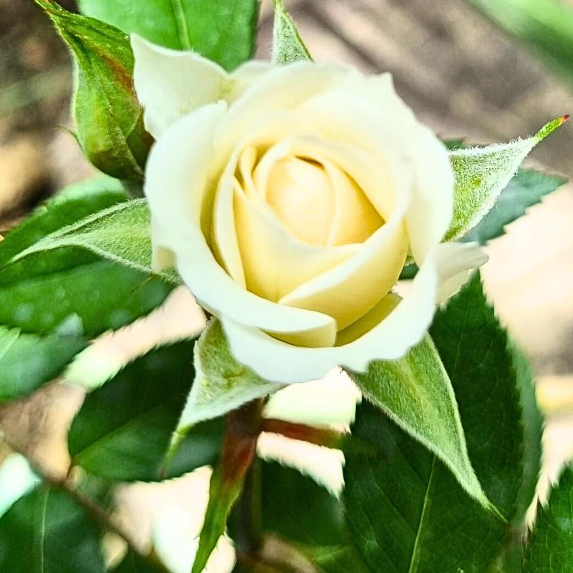 Afráta Infinity Wellness Boutique Hotel מראה חיצוני תמונה